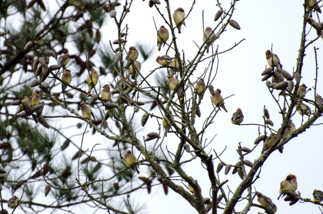 Cedar Waxwing birds Picture