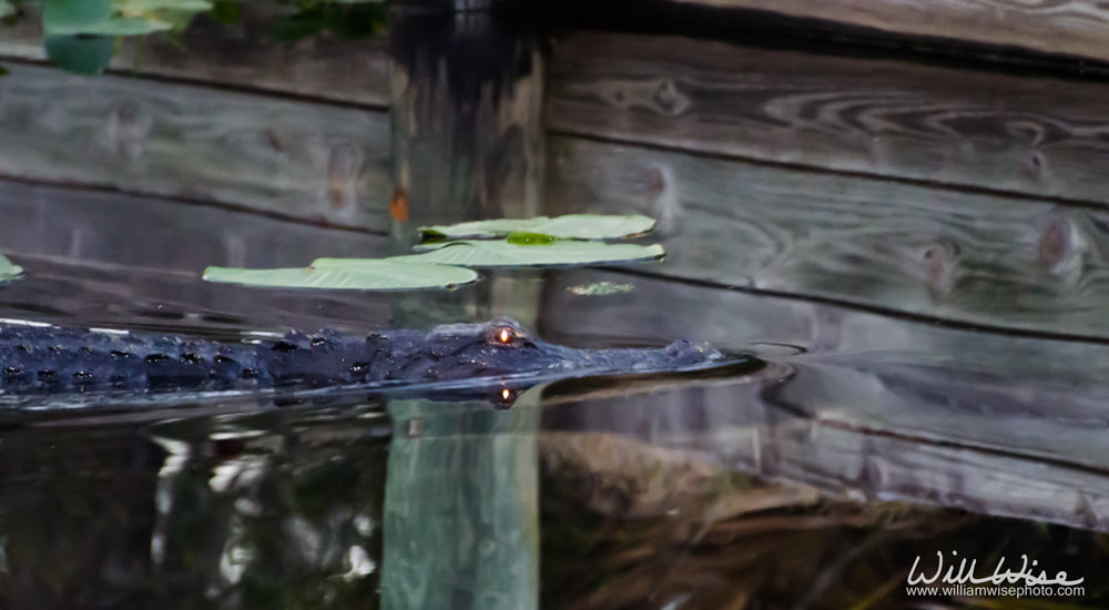 Swamp alligator glowing eyes Picture