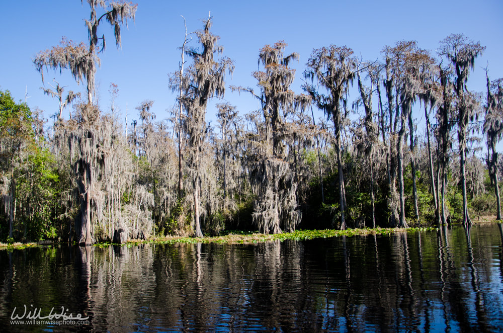 Spanish Moss Cypress Picture
