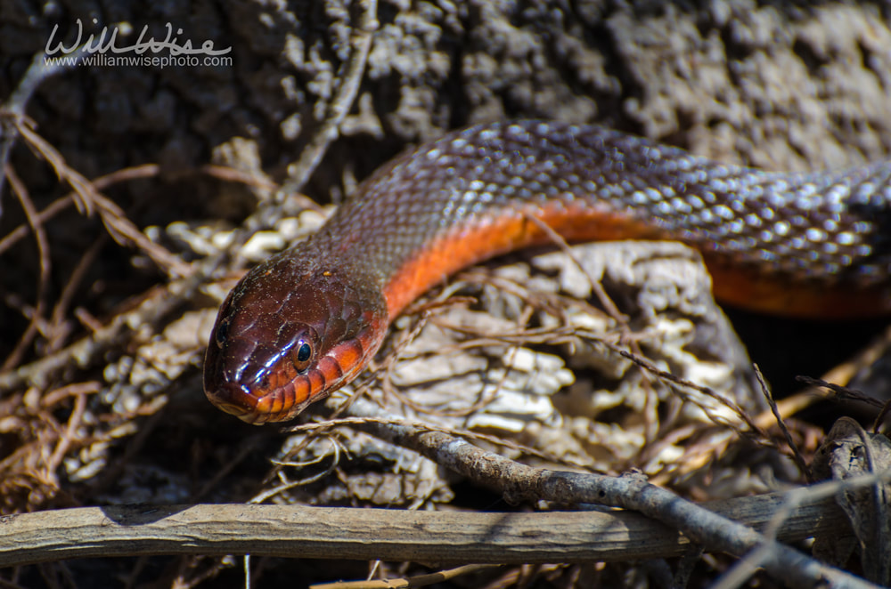 Red-bellied Watersnake in Okefenokee Swamp Picture