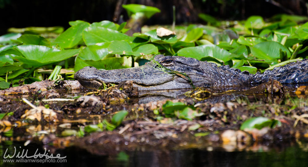 American Alligator swimming in Billy's Lake in the Okefenokee Swamp National Wildlife Refuge, Georgia Picture