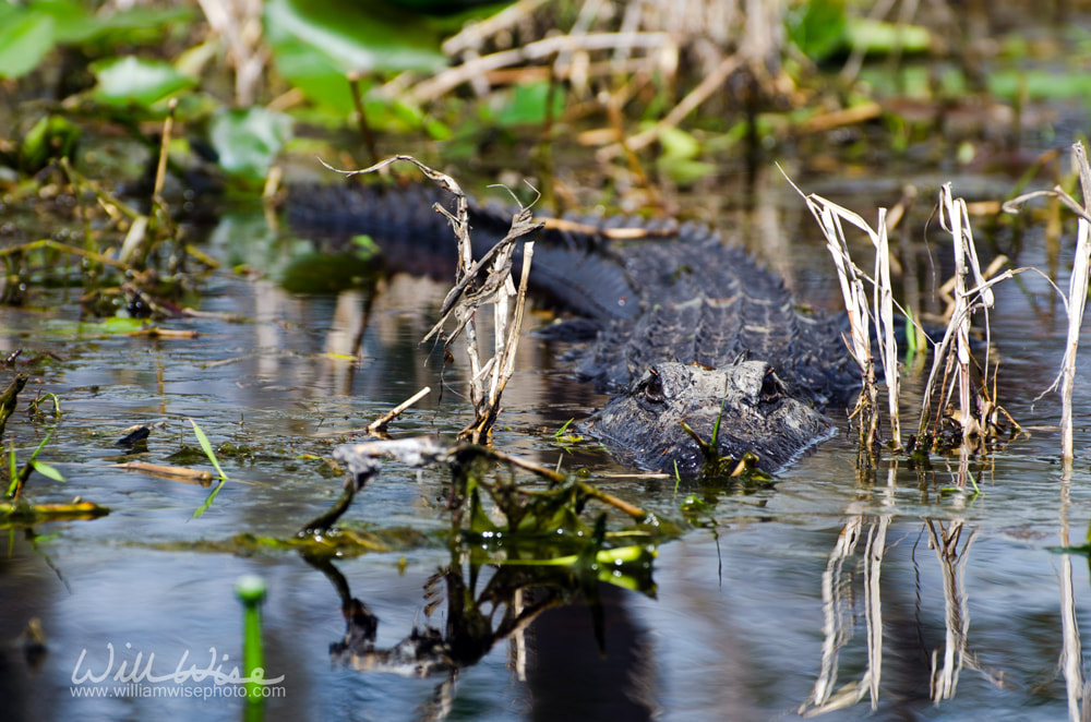 American Alligator Picture