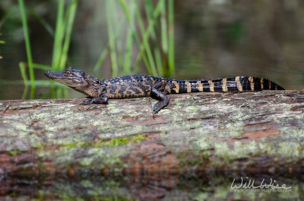 Baby alligator Picture