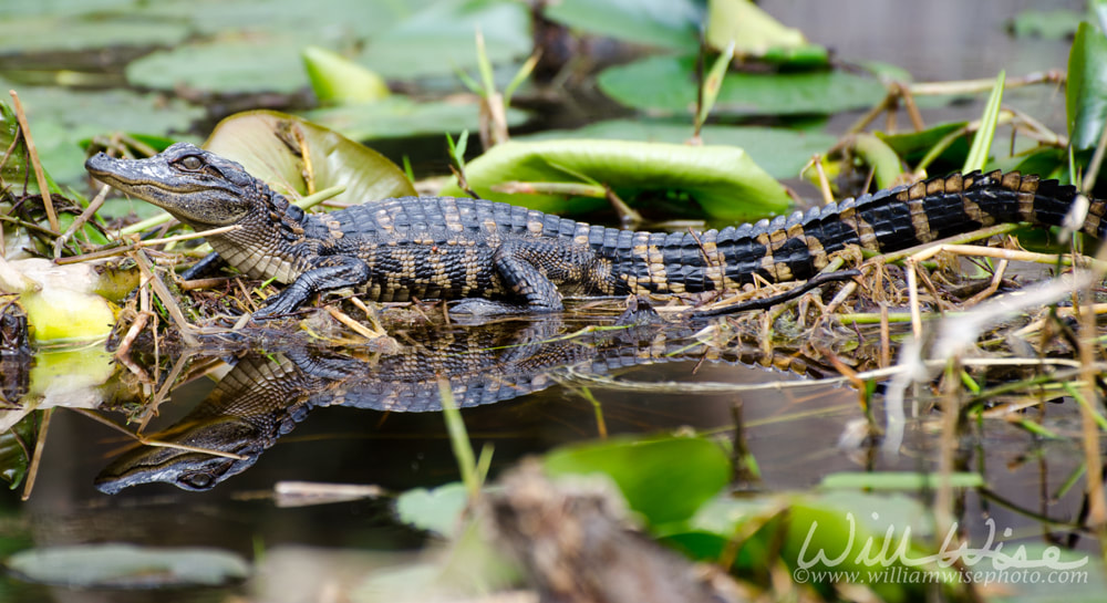 Okefenokee Baby Alligator Picture