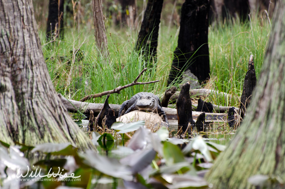 Okefenokee Alligator Picture