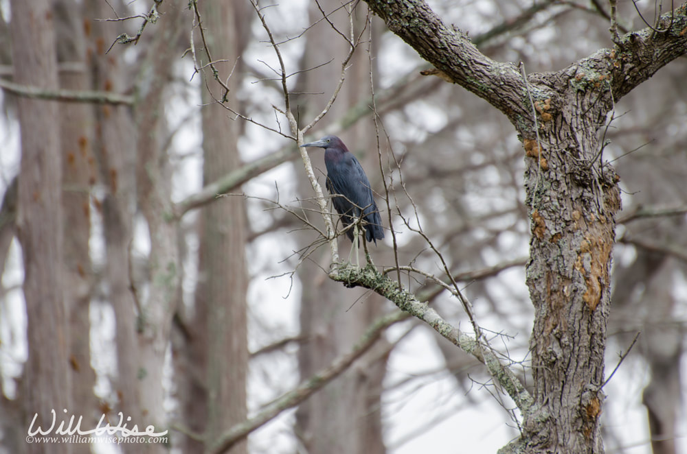 Lilttle Blue Heron Okefenokee Swamp Picture