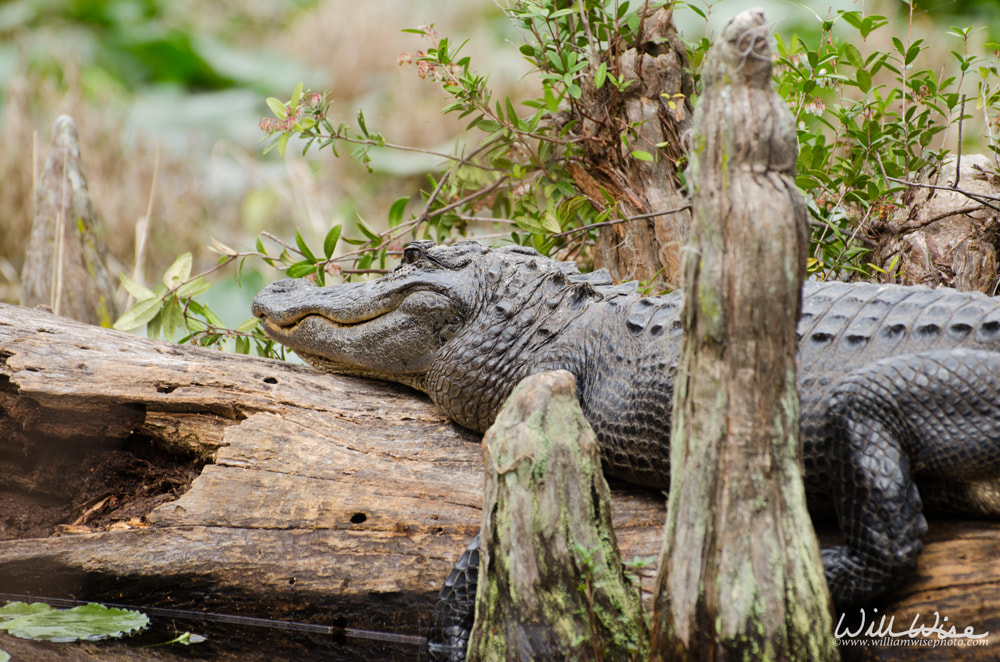 Okefenokee Swamp Alligator on Cypress Log Picture