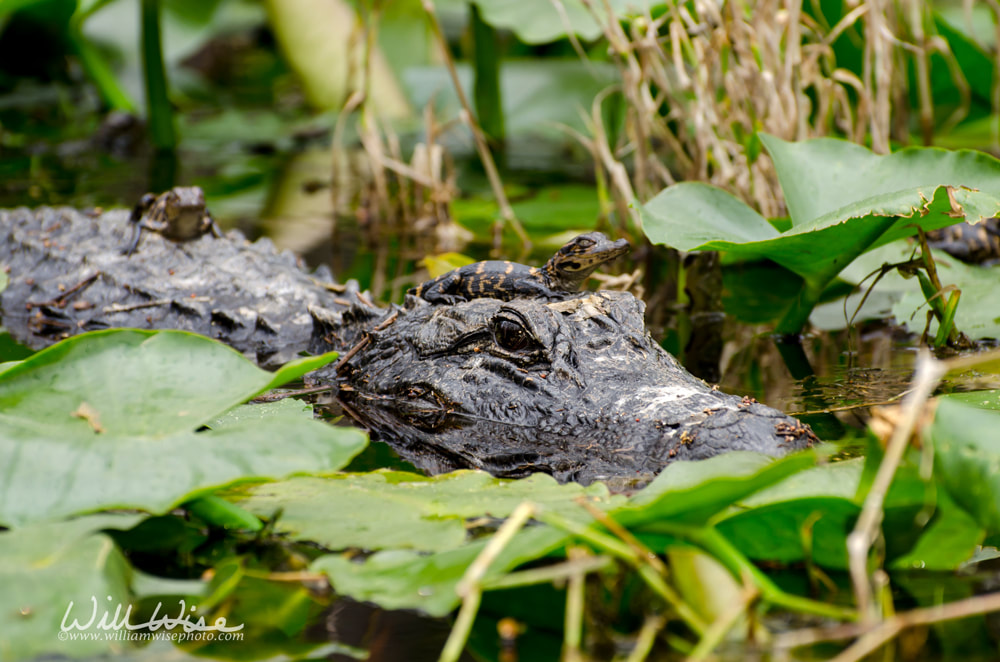 Mother alligator and babies Picture