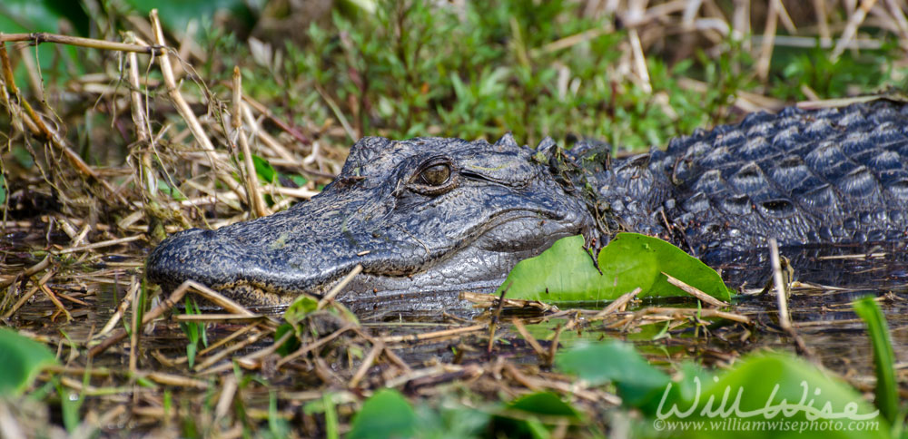 American Alligator in wwamp prairie hammock, Okefenokee National Wildlife Refuge, Georgia Picture