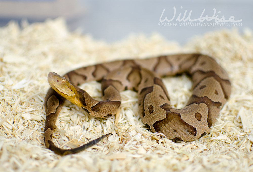Captive Copperhead Picture