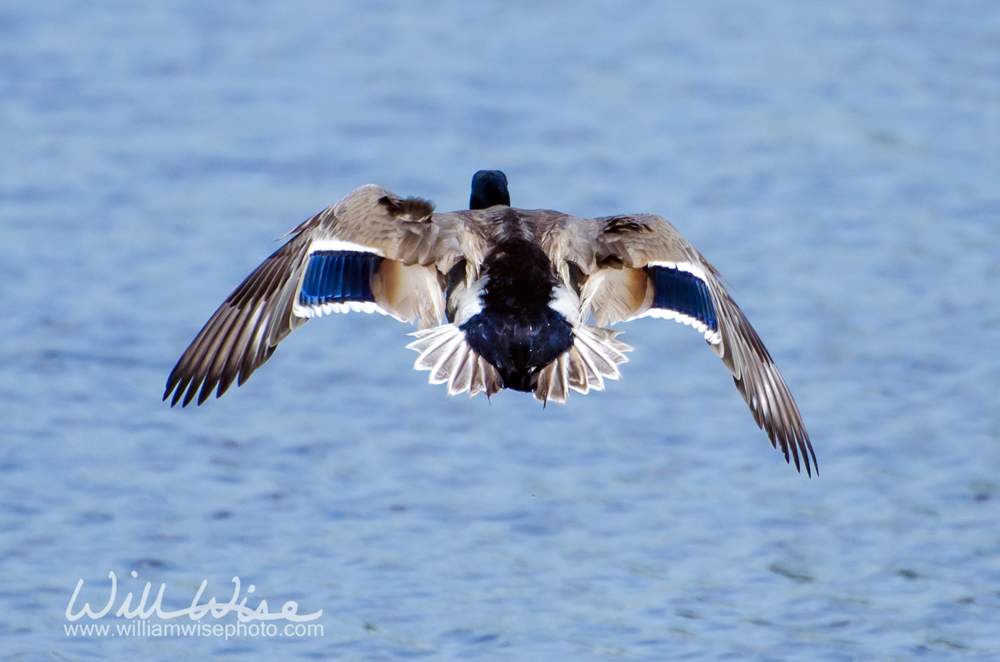 Mallard Duck Picture