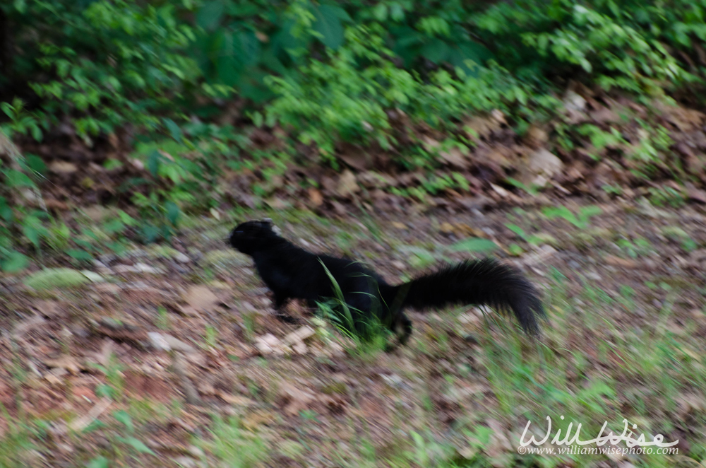 Melanistic black squirrel Picture