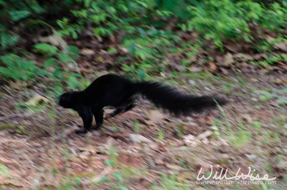 Melanistic black squirrel Picture