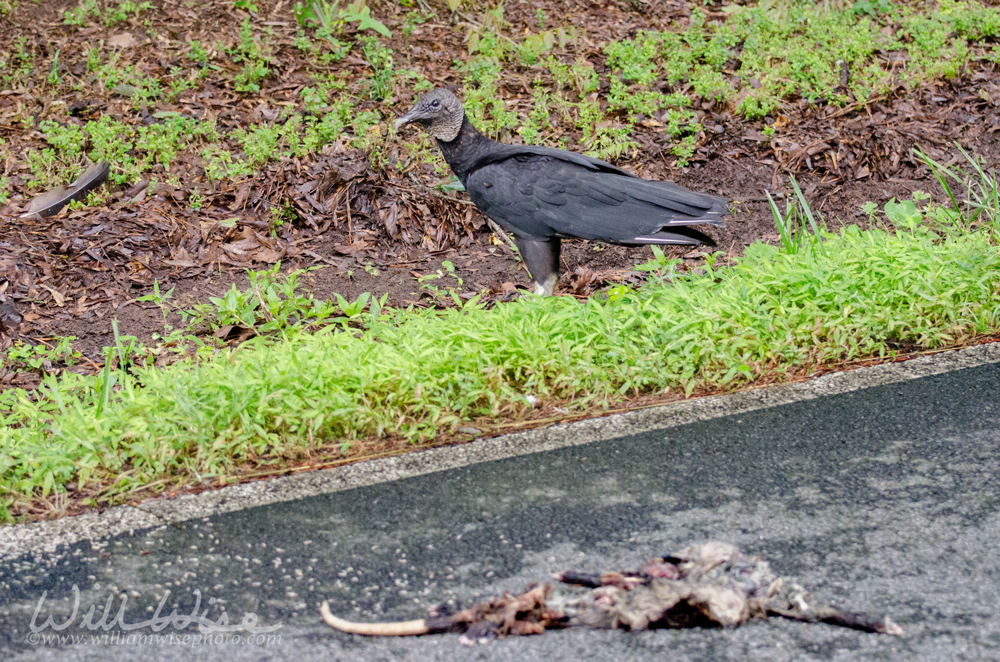Black Vulture feeding on roadkill Picture