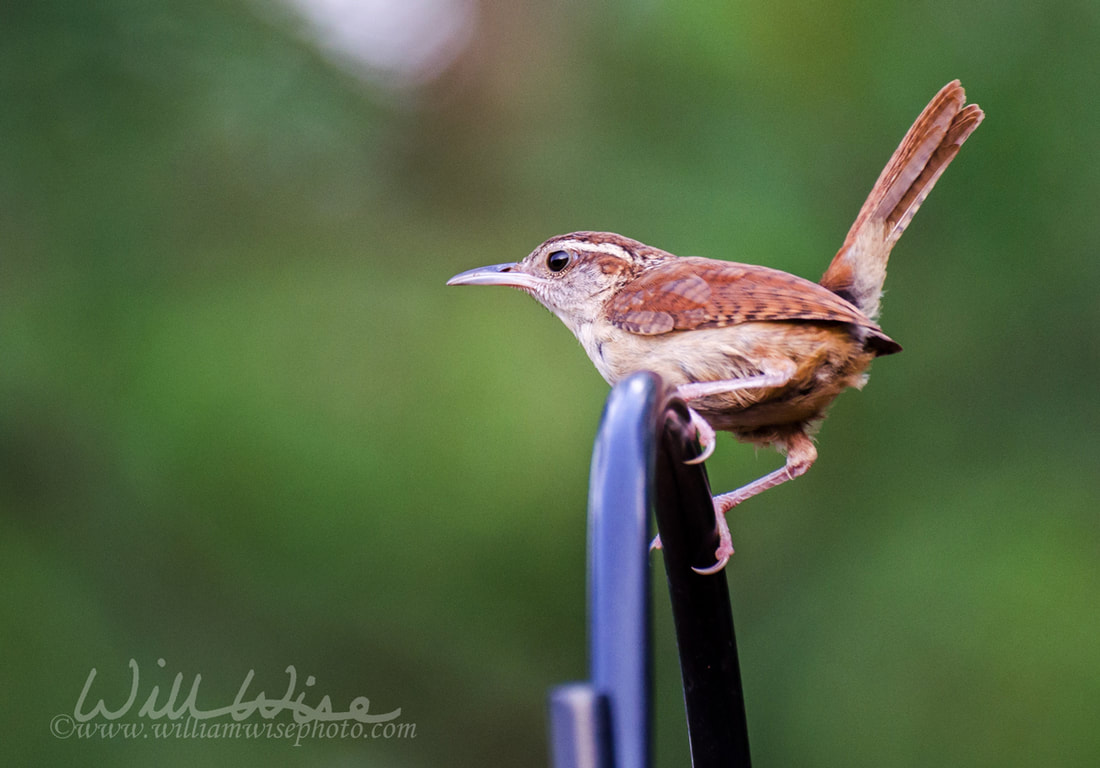 Carolina Wren Picture