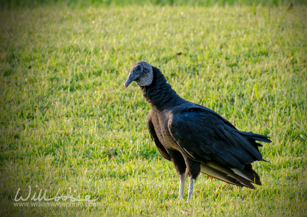 Black Vulture at Dawn in Walton County Georgia Picture
