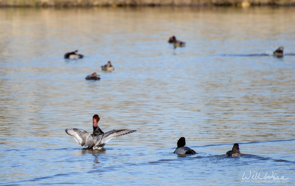 Redhead duck Picture