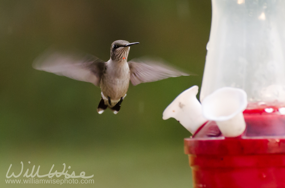 Ruby throated hummingbird at feeder Picture