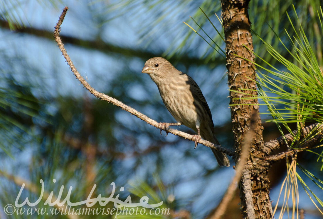 Perched Female House Finch Athens Georgia Picture