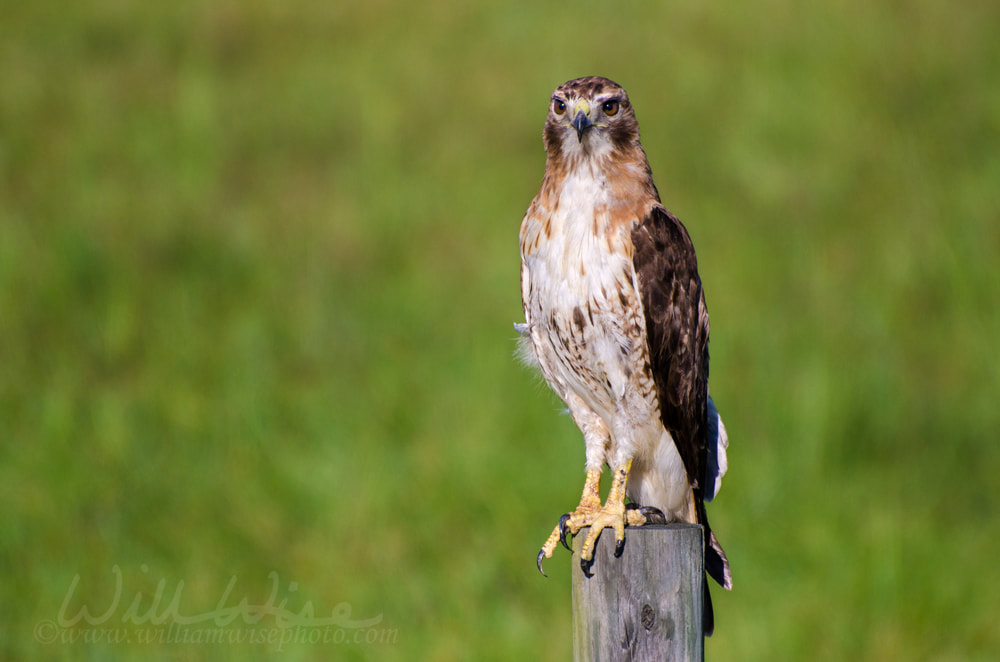 Red-tailed Hawk on the Hunt Picture
