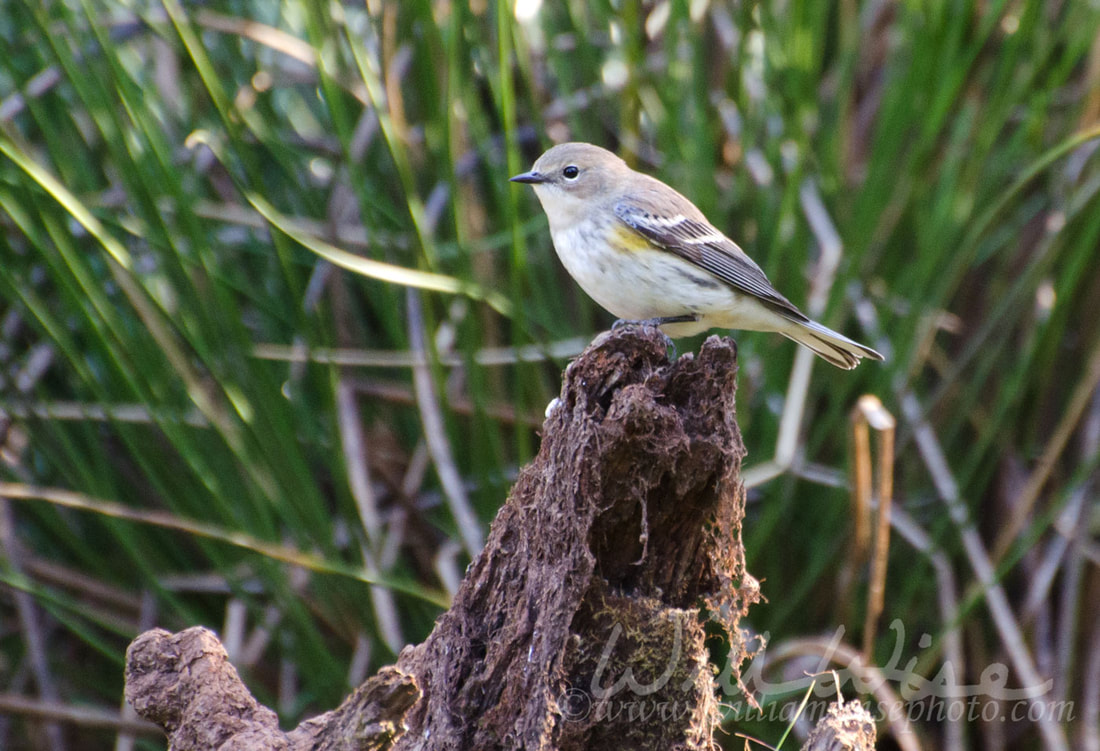 Yellow-rumped Warbler Picture