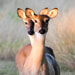 Creation Speaks Twin Fawns Picture