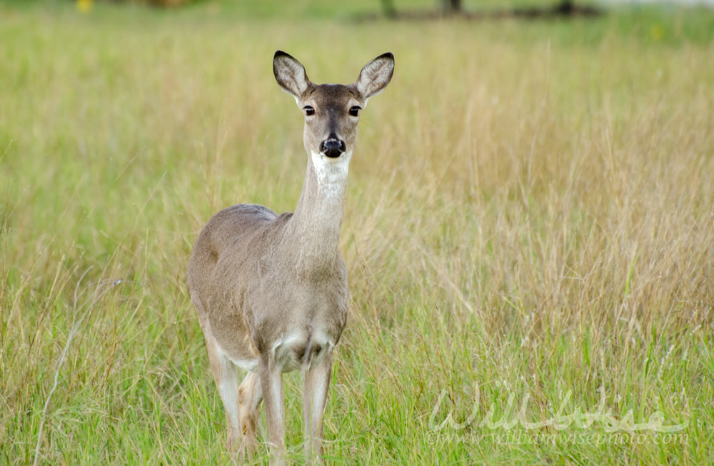 Texas White tailed Deer Doe Picture