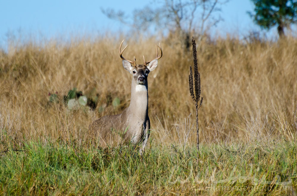 Texas Trophy Whitetailed Deer Buck Picture