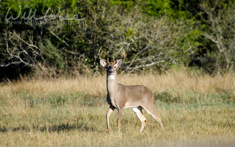 Texas Trophy Whitetailed Deer Buck Picture