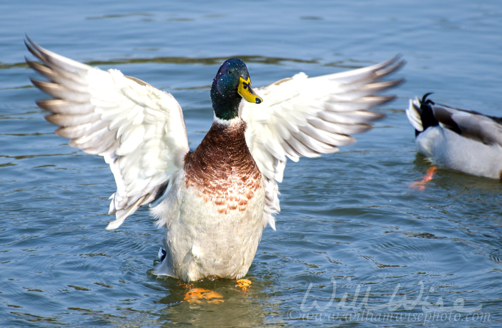 Mallard Duck Drake Spreads Wings in Mating Display Picture