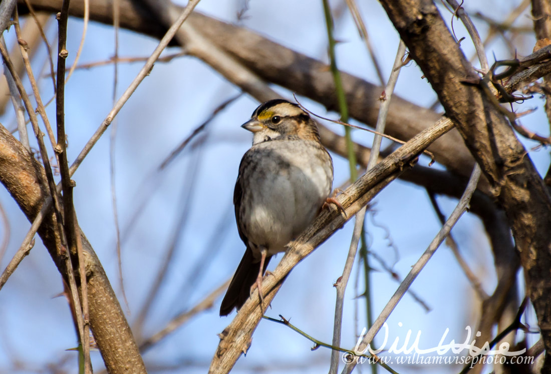 White-throated Sparrow birding Picture