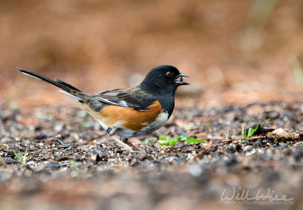 Eastern Towhee bird eating black oil sunflower seed, Athens, Georgia Picture