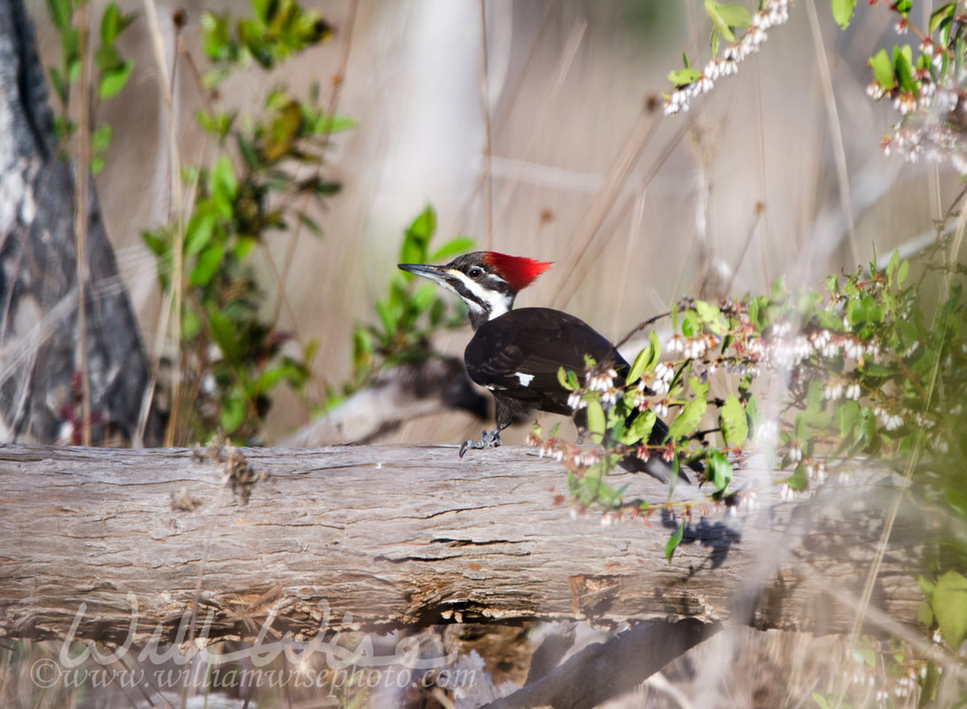 Pileated Woodpecker, Okefenokee Swamp National Wildlife Refuge Picture