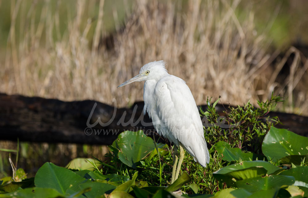 Immature white Little Blue Heron, Okefenokee Swamp National Wildlife Refuge Picture