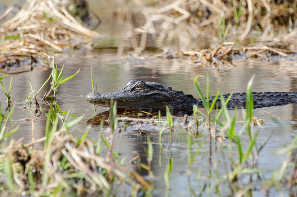 American Alligator, Okefenokee Swamp National Wildlife Refuge Picture