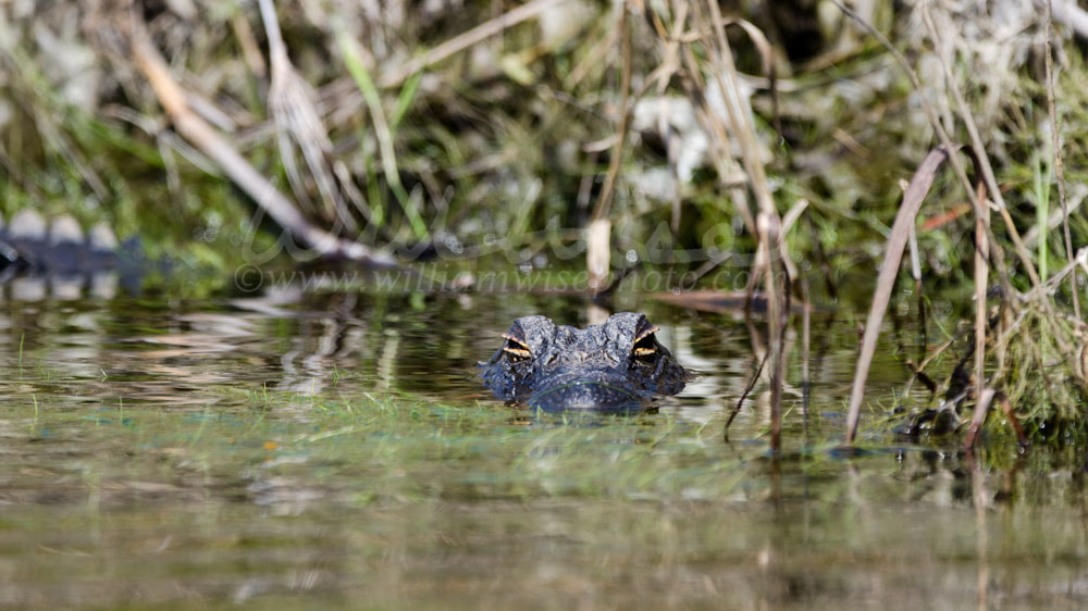 American Alligator, Okefenokee Swamp National Wildlife Refuge Picture
