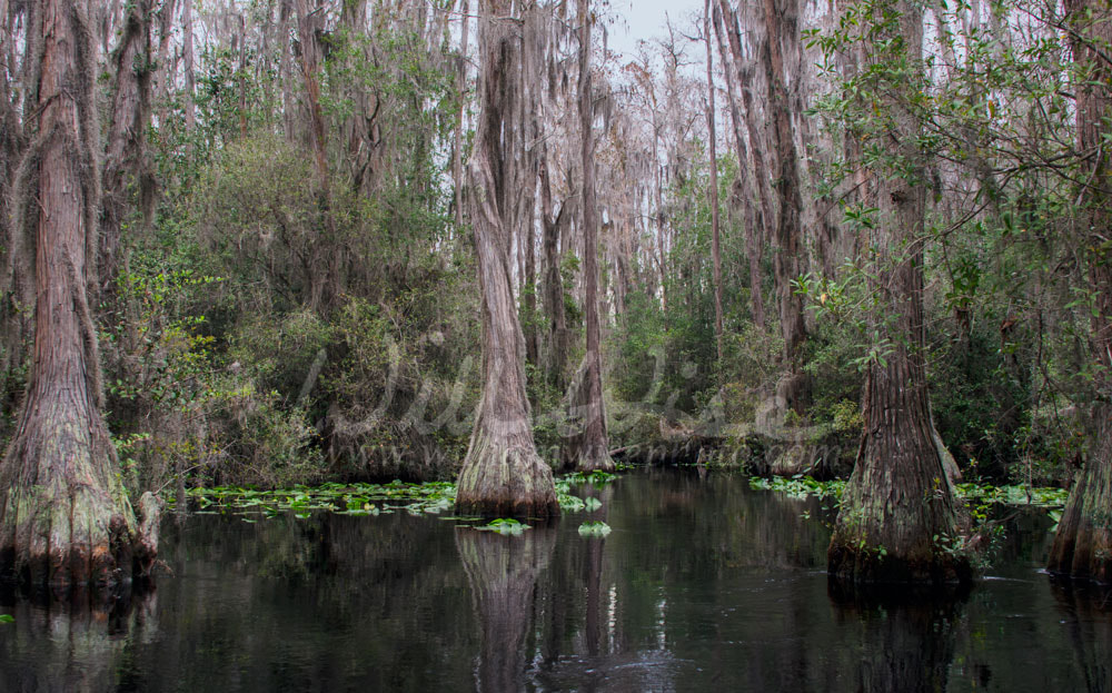 Canoe Kayak trail, Okefenokee Swamp National Wildlife Refuge Picture