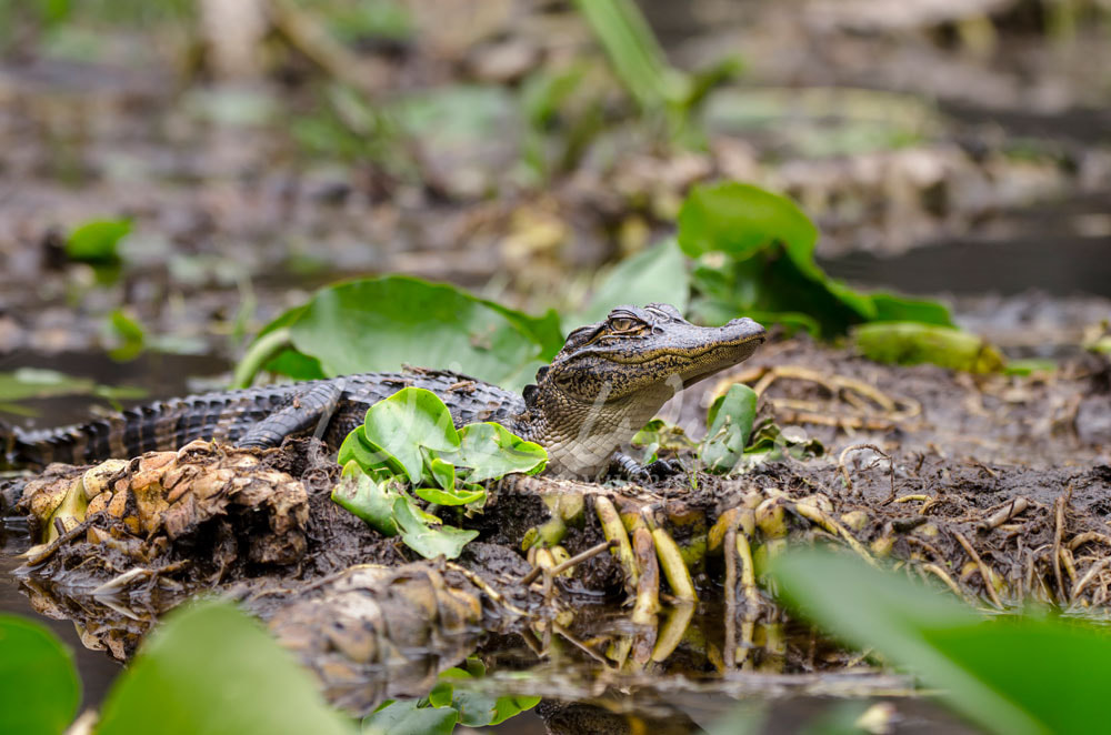 Juvenile American Alligator, Okefenokee Swamp National Wildlife Refuge Picture