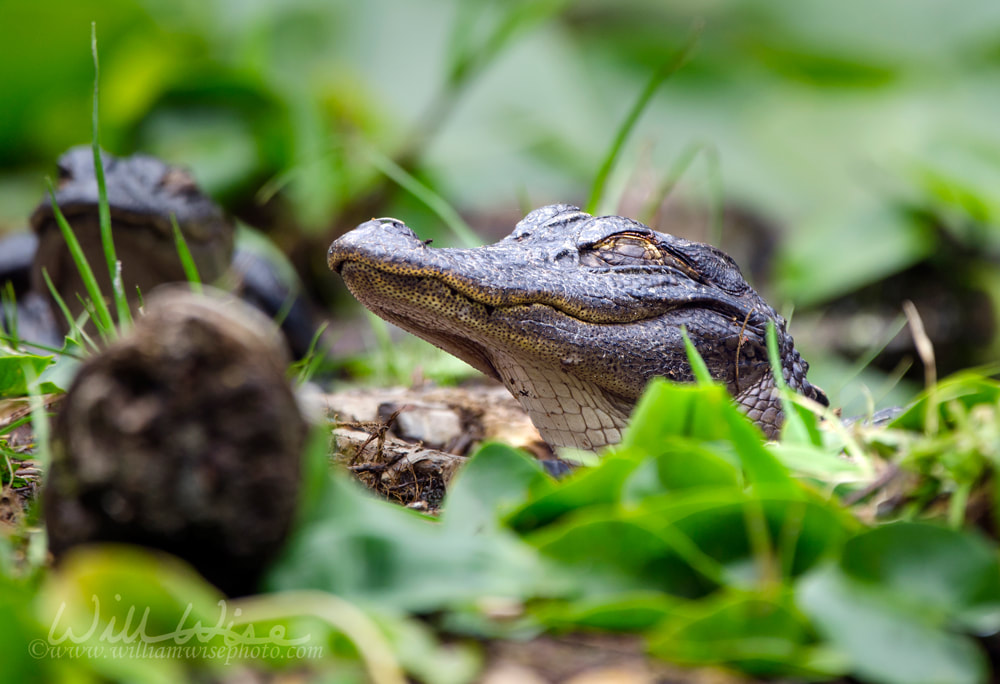 Juvenile American Alligator, Okefenokee Swamp National Wildlife Refuge Picture
