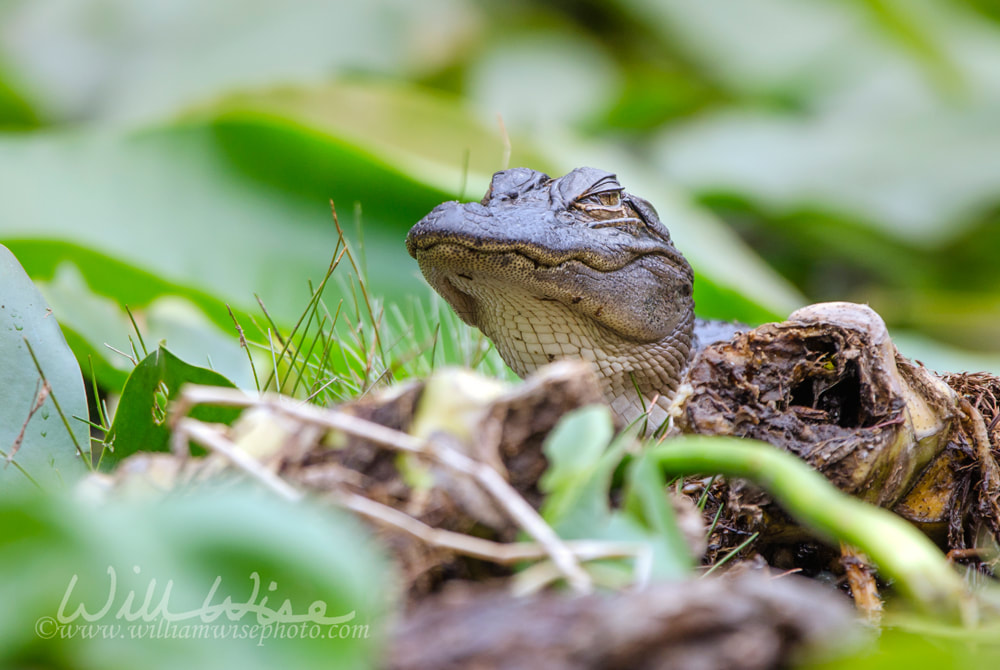 Juvenile American Alligator, Okefenokee Swamp National Wildlife Refuge Picture