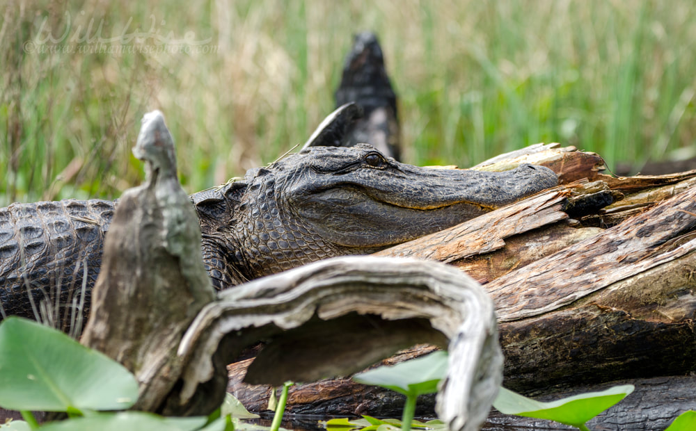 Large Bull American Alligator, Okefenokee Swamp National Wildlife Refuge. Fetterbush Picture