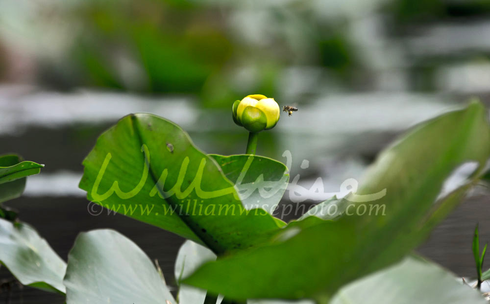 Spatterdock Yellow Flower Lily Pad, Okefenokee Swamp National Wildlife Refuge Picture