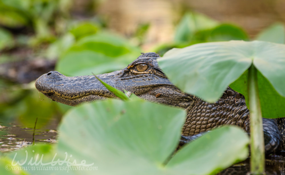 American Alligator, Okefenokee Swamp National Wildlife Refuge Picture