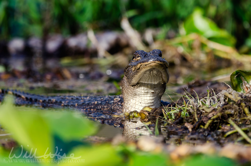 Juvenile American Alligator, Okefenokee Swamp National Wildlife Refuge Picture