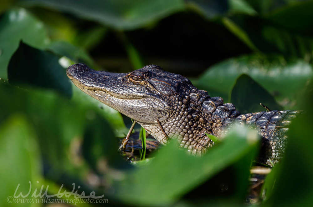 American Alligator, Okefenokee Swamp National Wildlife Refuge Picture