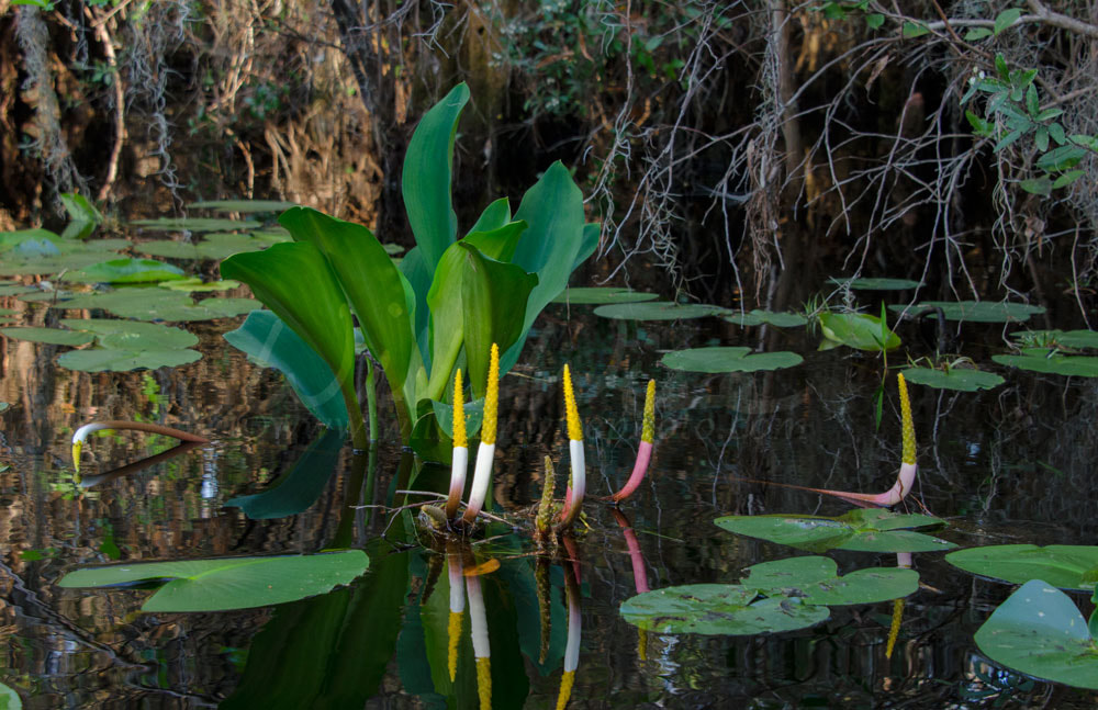 Golden Club Neverwet Orontium aquaticum Picture
