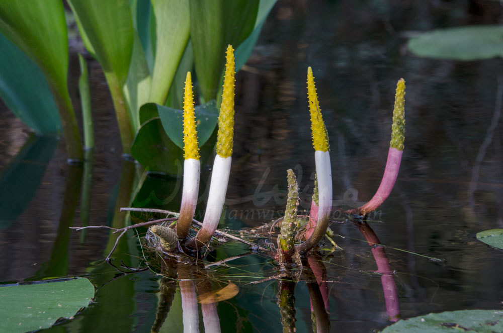 Neverwet Golden Club, Okefenokee Swamp National Wildlife Refuge Picture