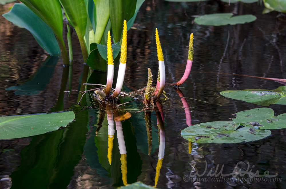 Neverwet Golden Club, Okefenokee Swamp National Wildlife Refuge Picture