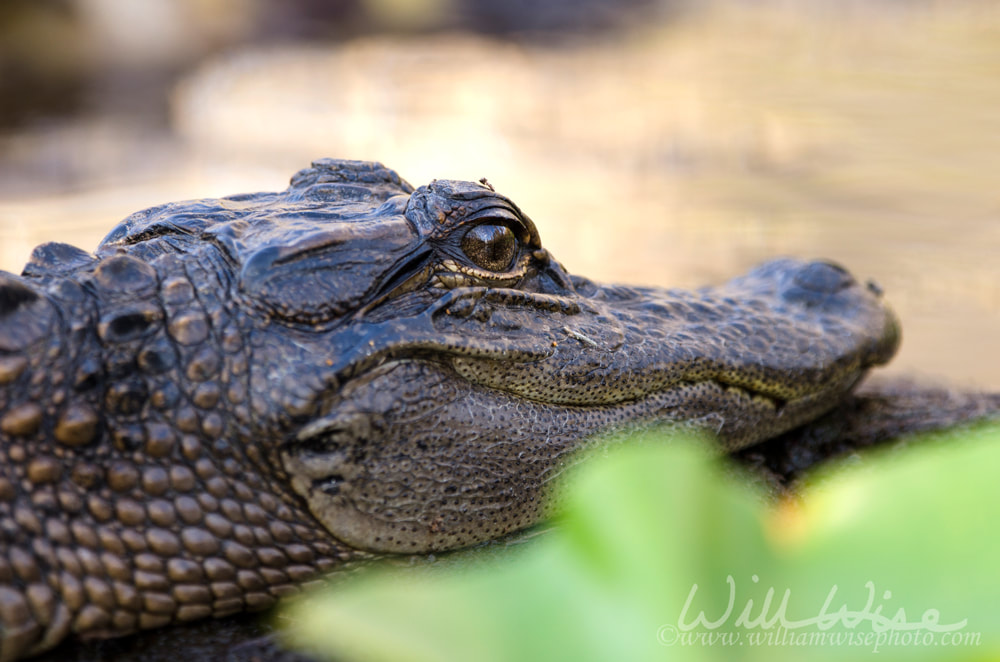 Juvenile American Alligator, Okefenokee Swamp National Wildlife Refuge Picture
