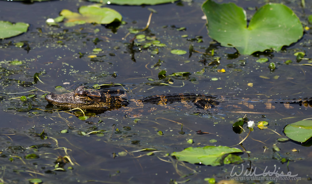 Baby American Alligator, Okefenokee Swamp National Wildlife Refuge Picture